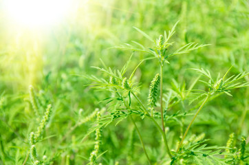 Fototapeta na wymiar Green grass ragweed
