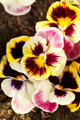 Different pansies