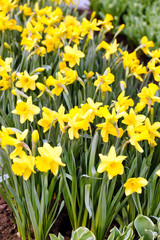 Fototapeta premium yellow narcissus