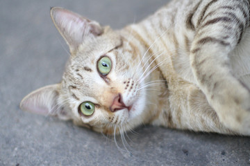 cat funny on the road