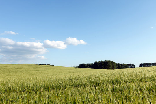 Green wheat on a field