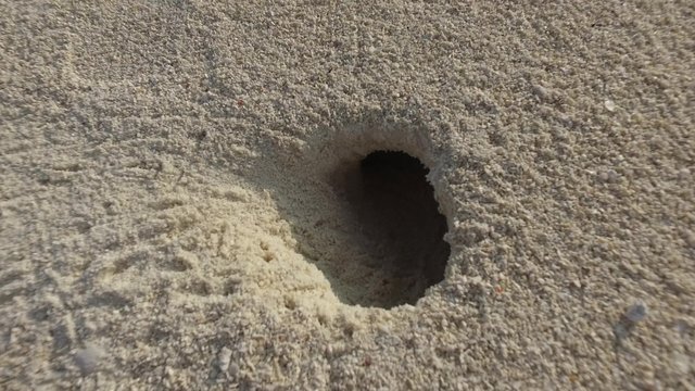 crab hole on beach sand