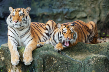 two tigers