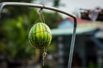 Watermelon on Floating Market on Mekong River