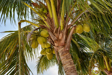 Palma di cocco