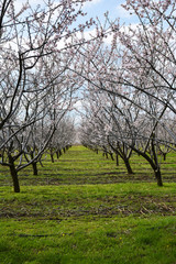 Rows of blooming almond trees in an orchard