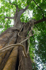 Background of old big tree in nature