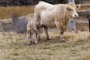 Cow nursing her calf