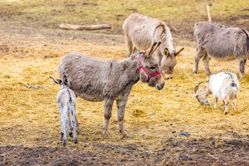 Herd of animals standing on pasture.