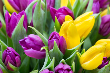 Purple and yellow tulip bouquet. More tulip on the grey backgrou