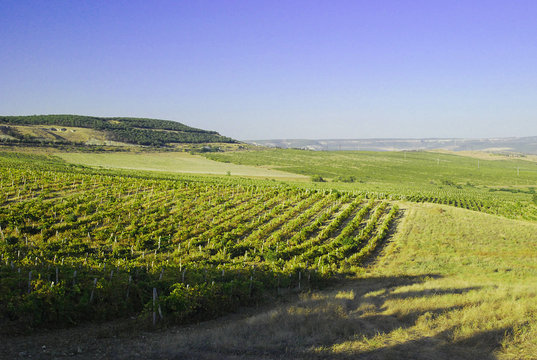 Large vines growing on the sunny side of a mountain