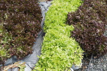lettuce vegetable with drip irrigation system in farmland
