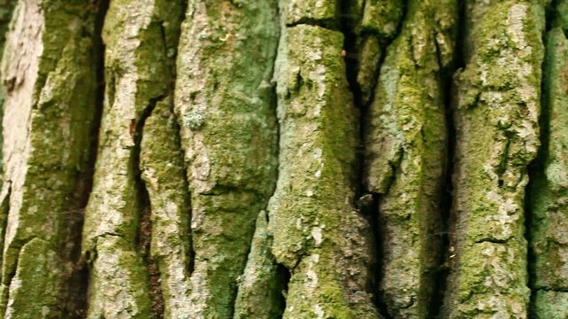 texture of oak bark is covered with moss