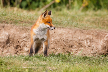 red fox cub