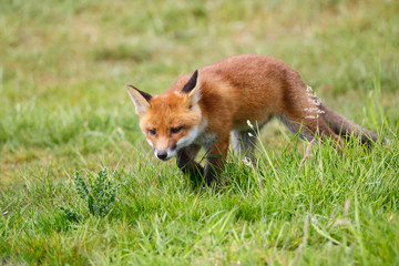 red fox cub