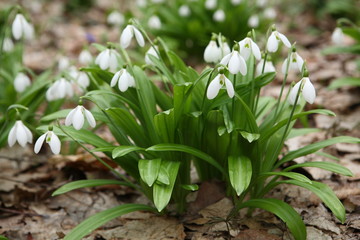 .The first spring flower - snowdrop (Galanthus nivalis)