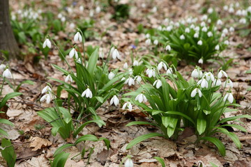 .The first spring flower - snowdrop (Galanthus nivalis)