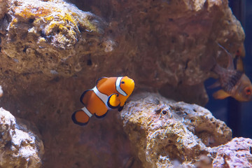 Fototapeta na wymiar Beautiful western clown anemone fish underwater with stripes