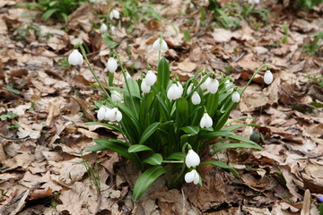 .The first spring flower - snowdrop (Galanthus nivalis)