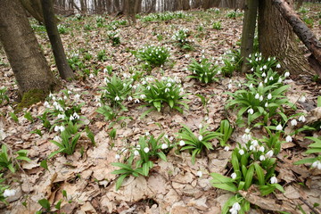 .The first spring flower - snowdrop (Galanthus nivalis)