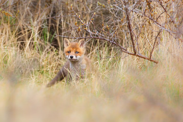 red fox cub
