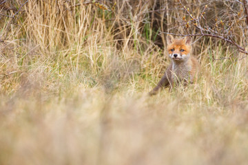 red fox cub