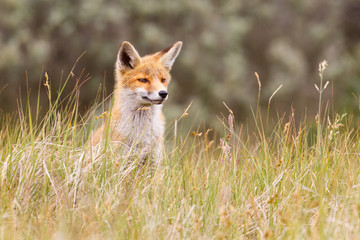 Obraz premium red fox cub