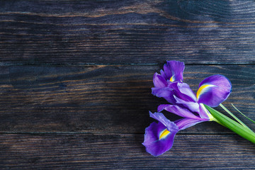 Purple iris on a wooden background