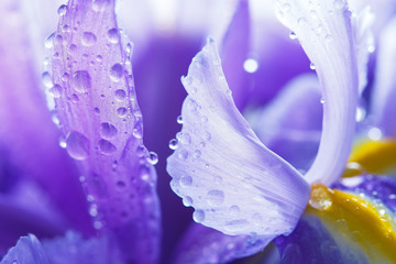 Purple Iris petals with water droplets