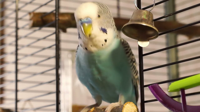 Budgie out of cage and playing with a bell