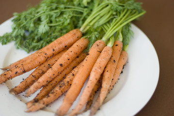 Freshly harvested carrots from the garden