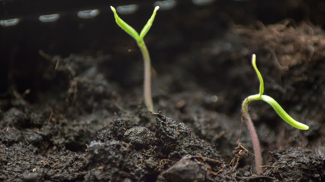 Two tomato sprout unfolding into the light