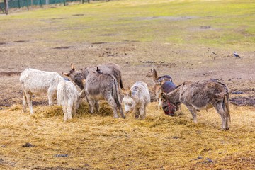 Obraz premium Herd of animals standing on pasture.