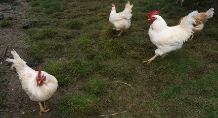 hens fair farm free running. cock