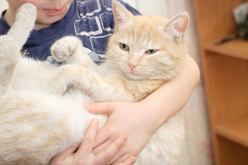Obraz premium cat in the arms of boy