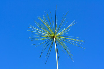 Green flower on blue sky in summer sunny day 