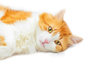 Brooding red cat lies