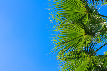 Naklejka premium palm tree on blue 