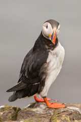 Puffin (Fratercula arctica), Latrabjarg cliffs, Iceland