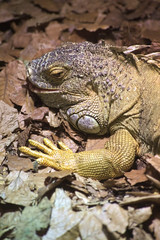 Fototapeta premium Common iguana (Iguana iguana) with an open mouth