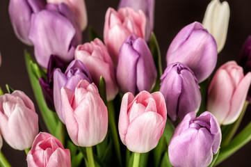 Colorful tulips close-up