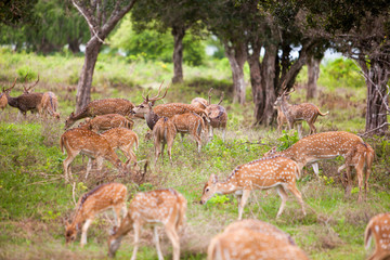 Herd of deer