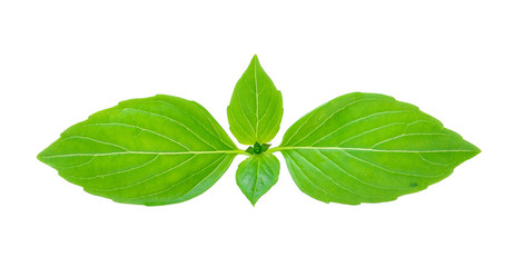 sweet basil leaf