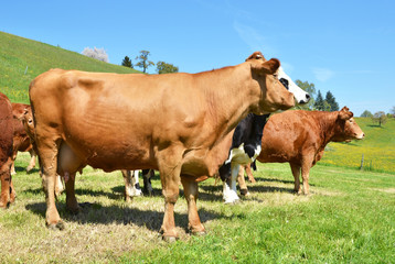 Naklejka na ściany i meble Cows in Emmental region, Switzerland