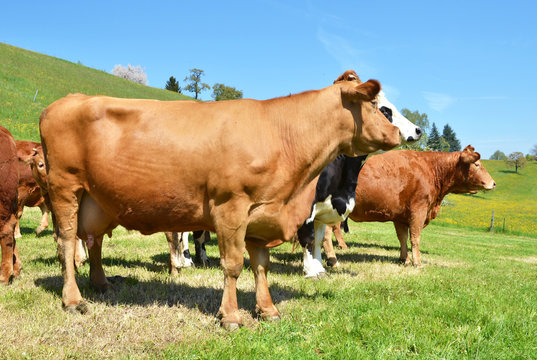Cows in Emmental region, Switzerland