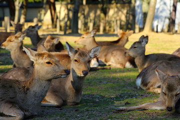 奈良公園の鹿
