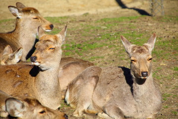 奈良公園の鹿