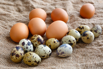 Quail and chicken eggs on burlap