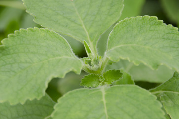 マンジェリコン