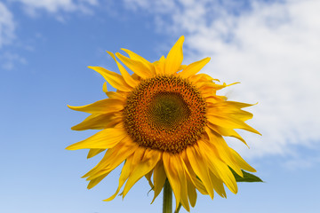 Naklejka premium Sunflowers at dawn in the field on a background of blue sky